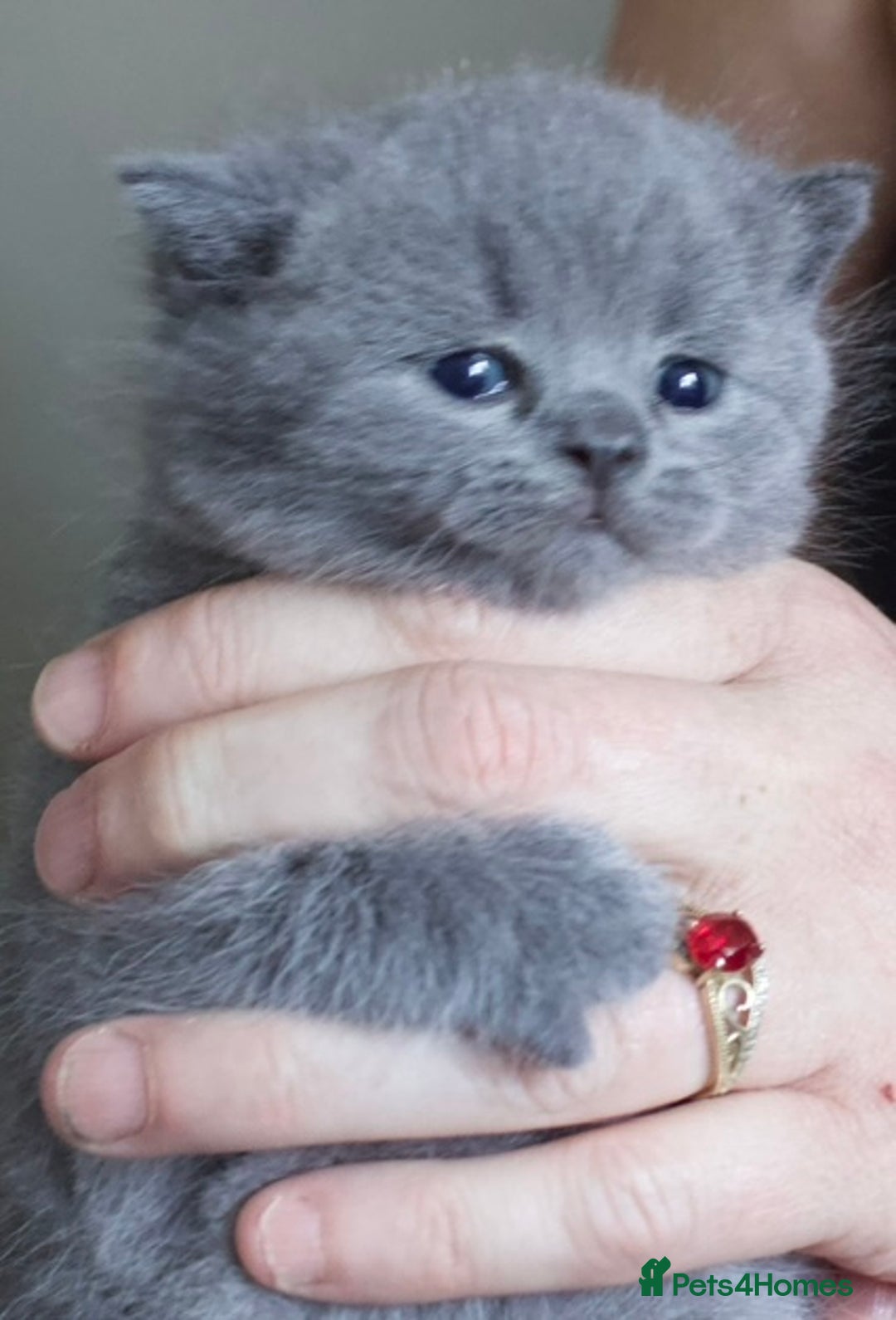 British Shorthair cats for sale: Blue bsh boy looking for his forever home.  - Image 3