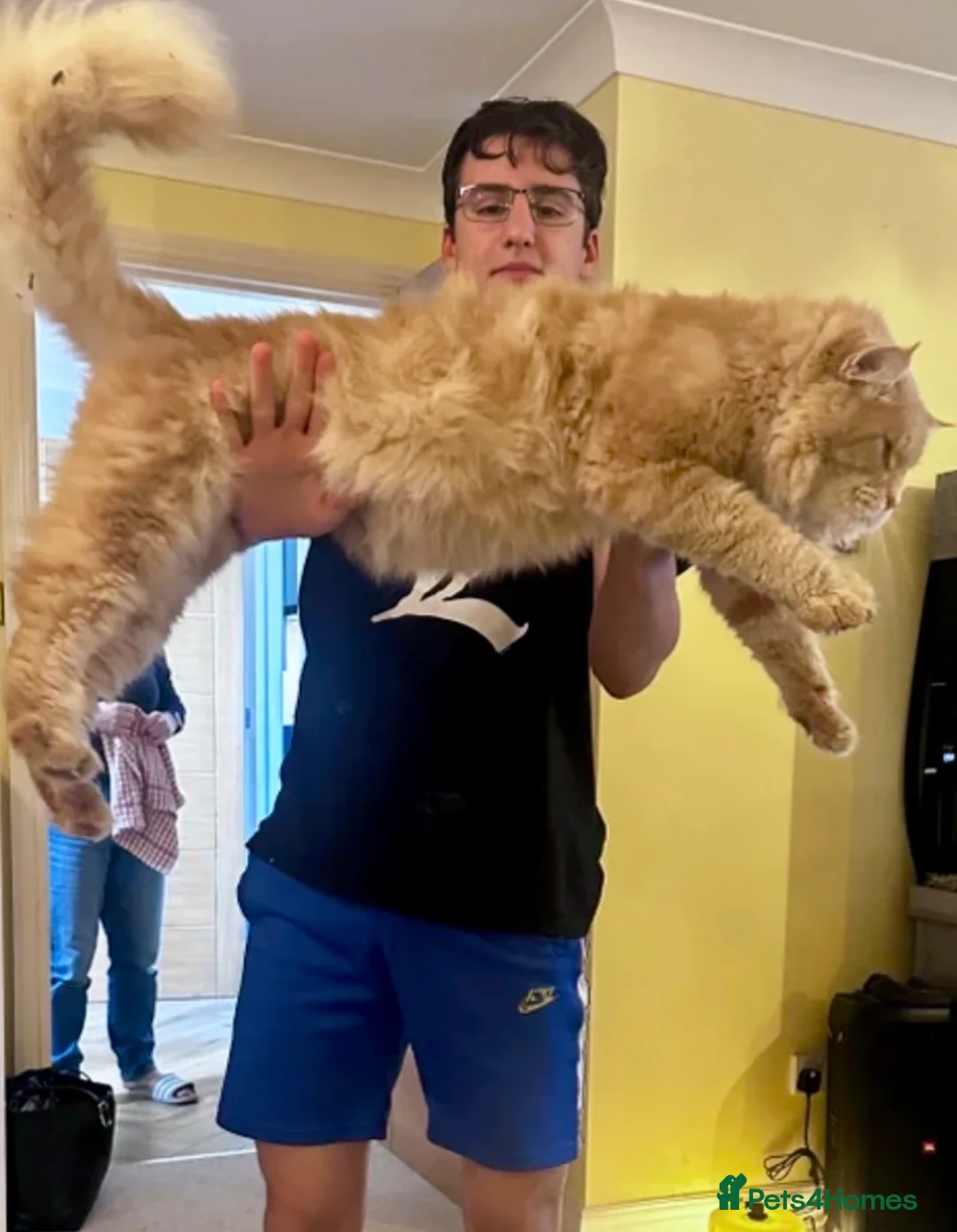 Ragcoon cats for sale: Rare Ragacoon Ragdoll x Maine Coon Cross  - Advert 2