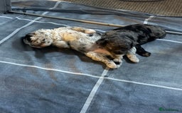 Cavapoo dogs for sale: Merle cavapoo boys  - Advert 12