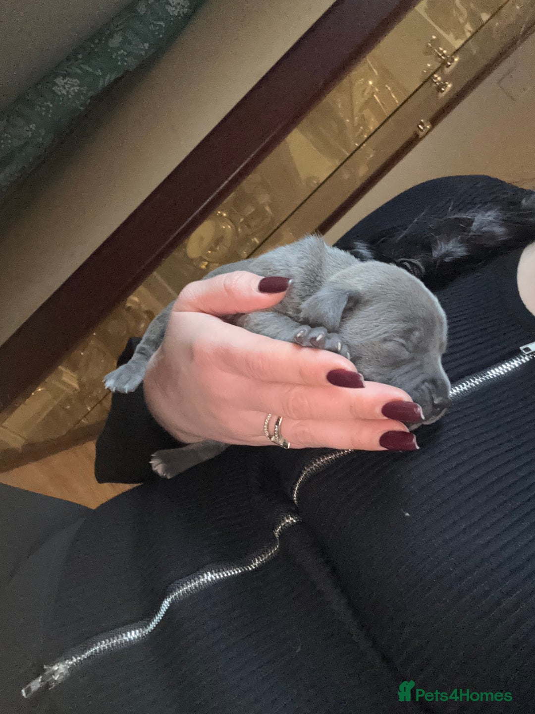 Staffordshire Bull Terrier dogs for sale: Gorgeous Staffordshire bull terrier puppies  - Advert 13