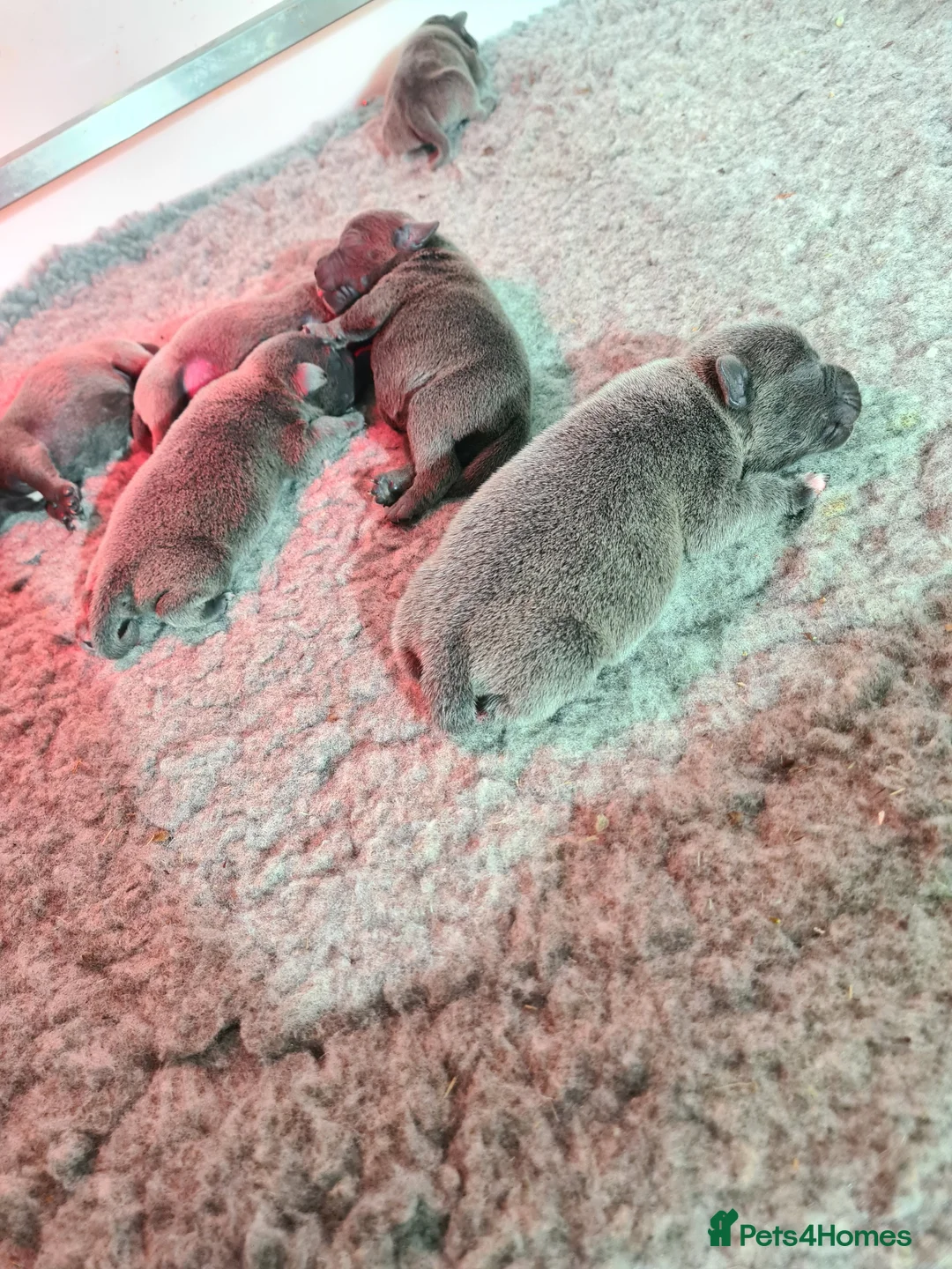 Staffordshire Bull Terrier dogs for sale: Blue KC staffys - Advert 2