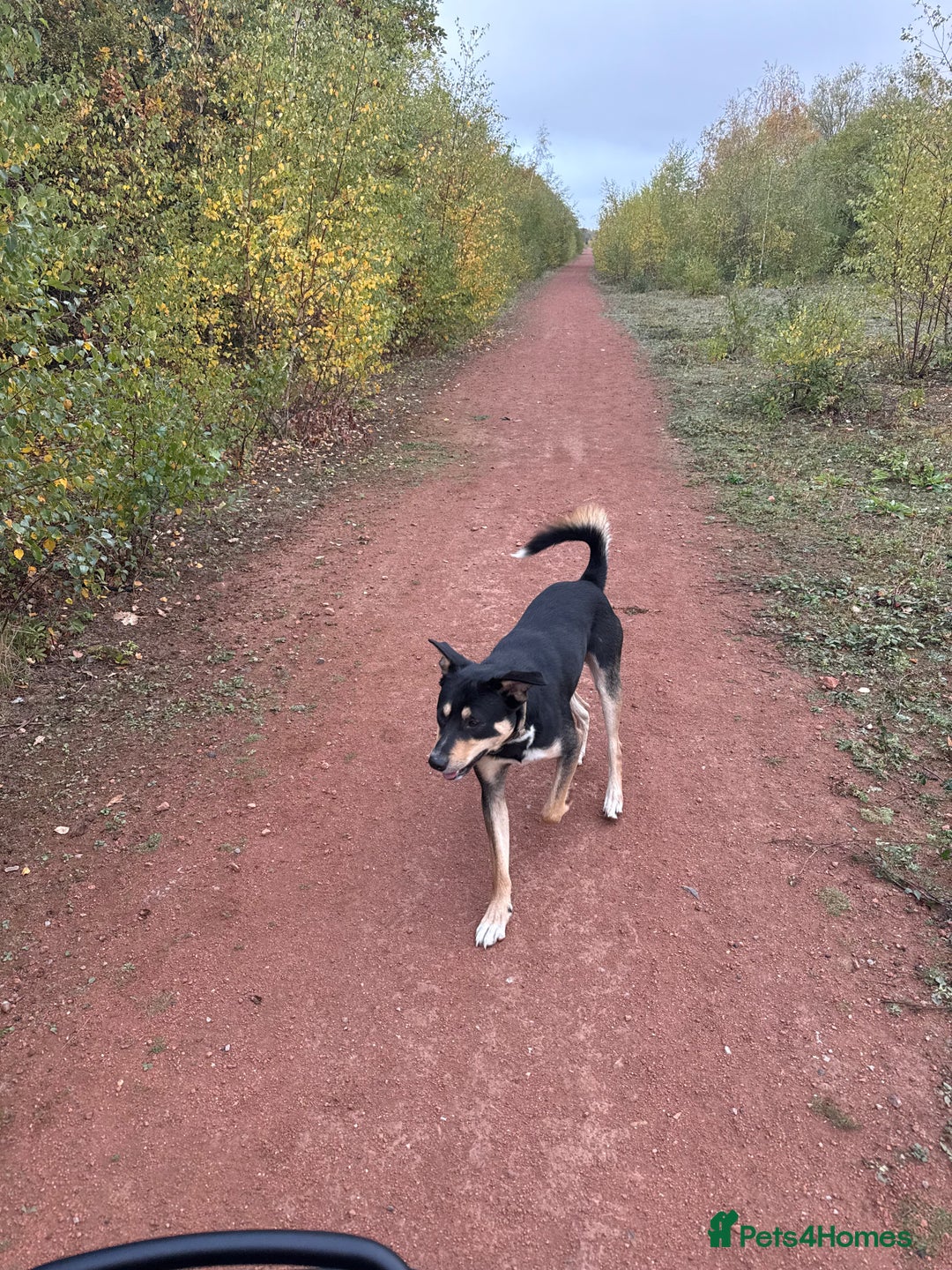 Mixed Breed dogs for sale: Our beautiful boy Koda💙 - Advert 4