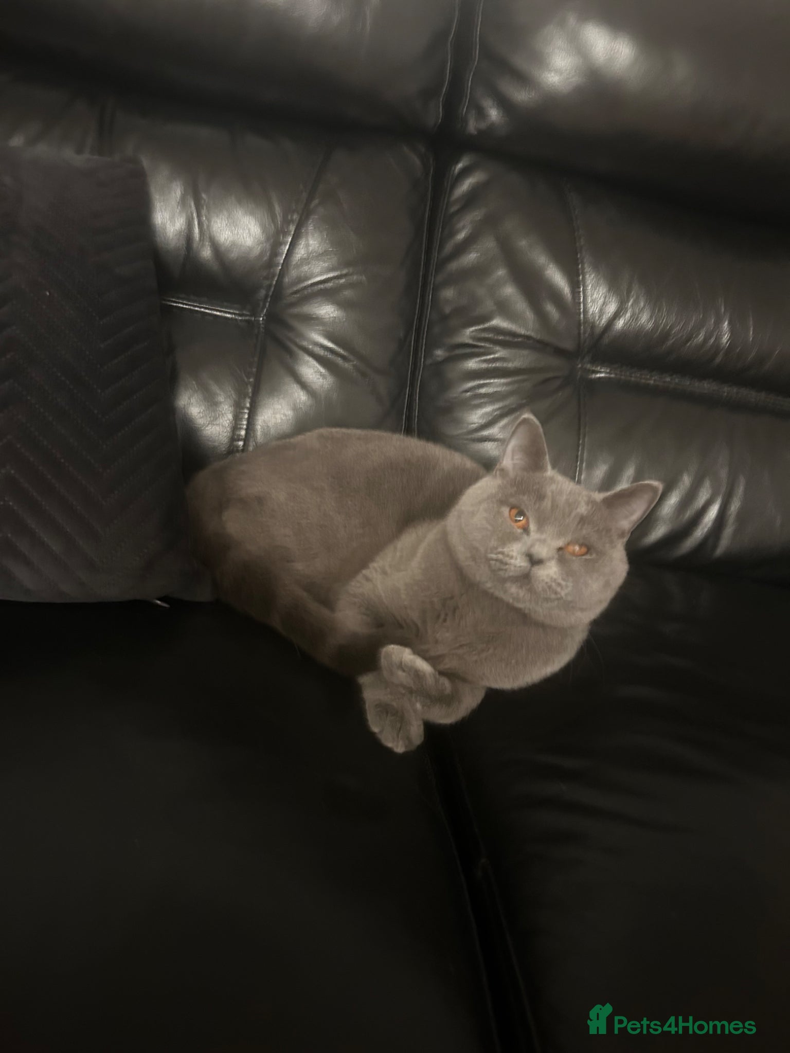 British Shorthair cats Male British Shorthair 🐱  - Advert 15