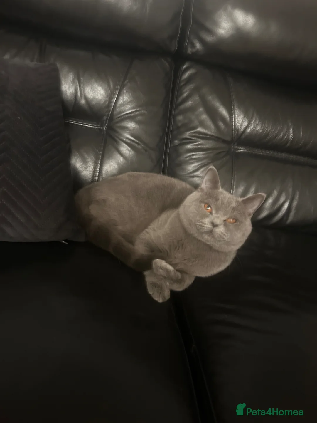 British Shorthair cats for sale: Male British Shorthair 🐱  - Advert 1