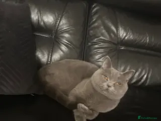 British Shorthair cats Male British Shorthair 🐱 - Advert 15