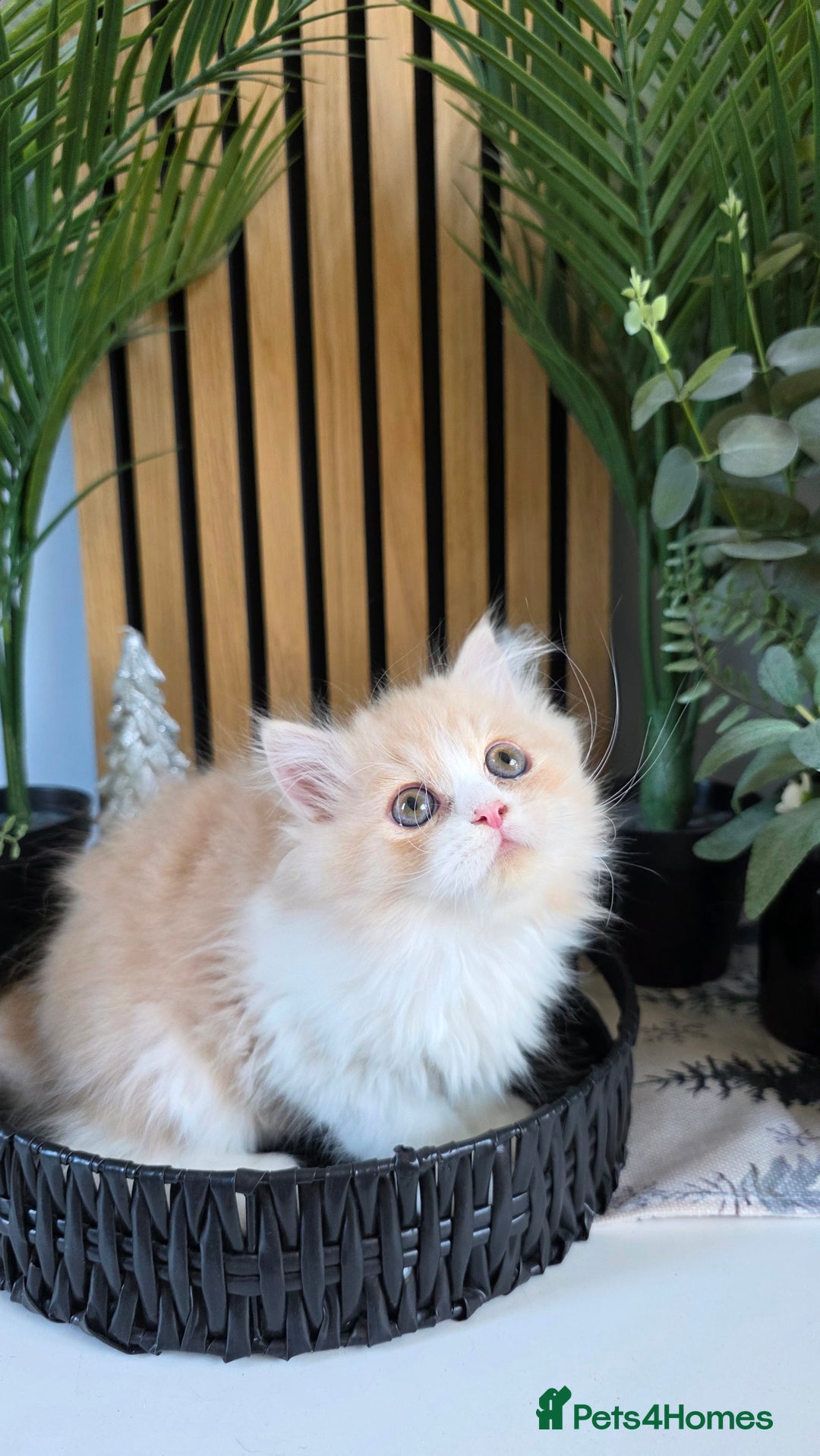 Mixed Breed cats for sale: Beautiful Ragdoll-Persian kittens - Advert 2