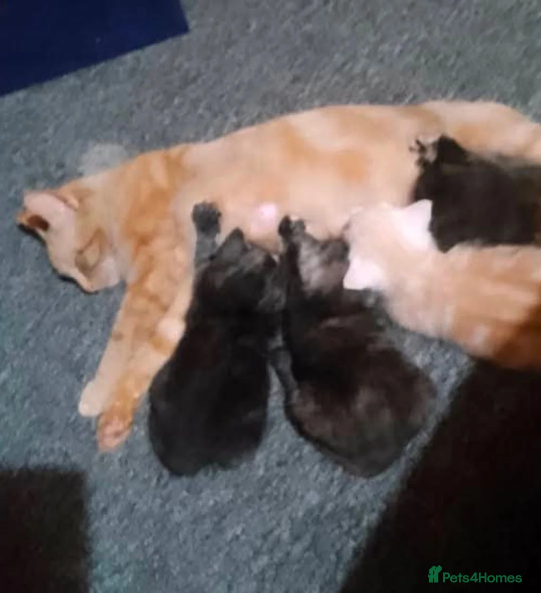 Mixed Breed cats for sale: Gorgeous Kittens looking for homes - Advert 2