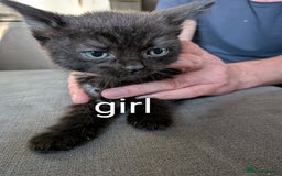 Mixed Breed cats for sale: Kittens for sale  - Image 4