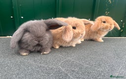French Lop rabbits for sale: French lops - Advert 6