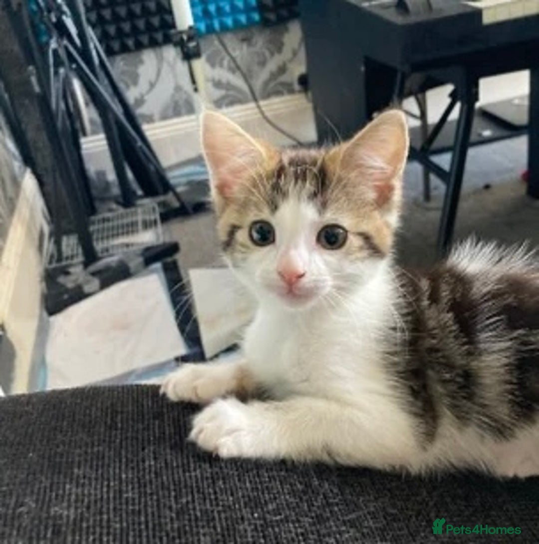 European cats for sale: 2 Adorable Kittens ready for their forever homes  - Image 1