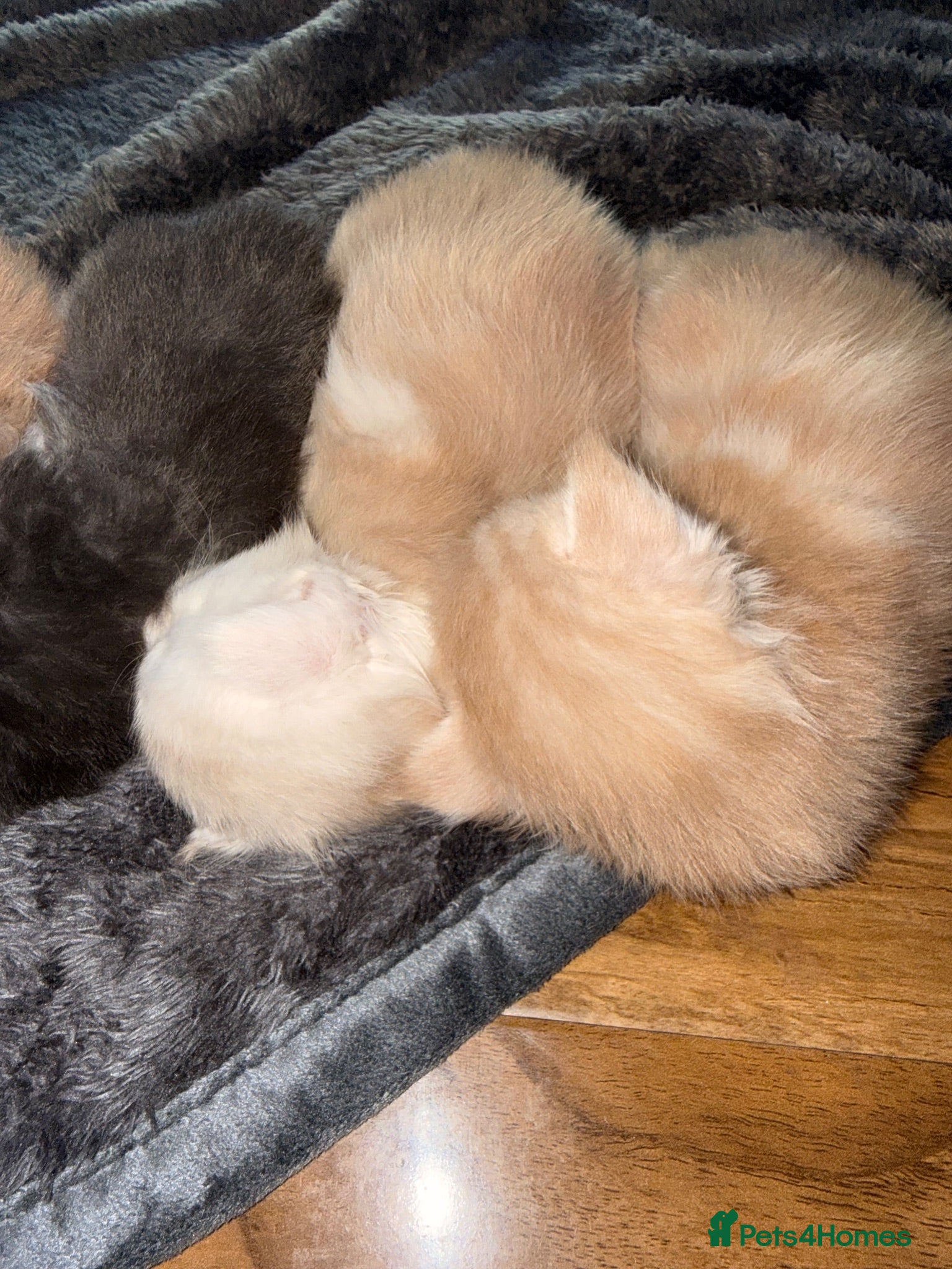 Maine Coon cats Maine Coon Kittens  - Advert 1