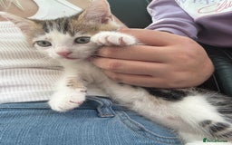 Mixed Breed cats for sale: Last Tabby boy kitten  - Image 2