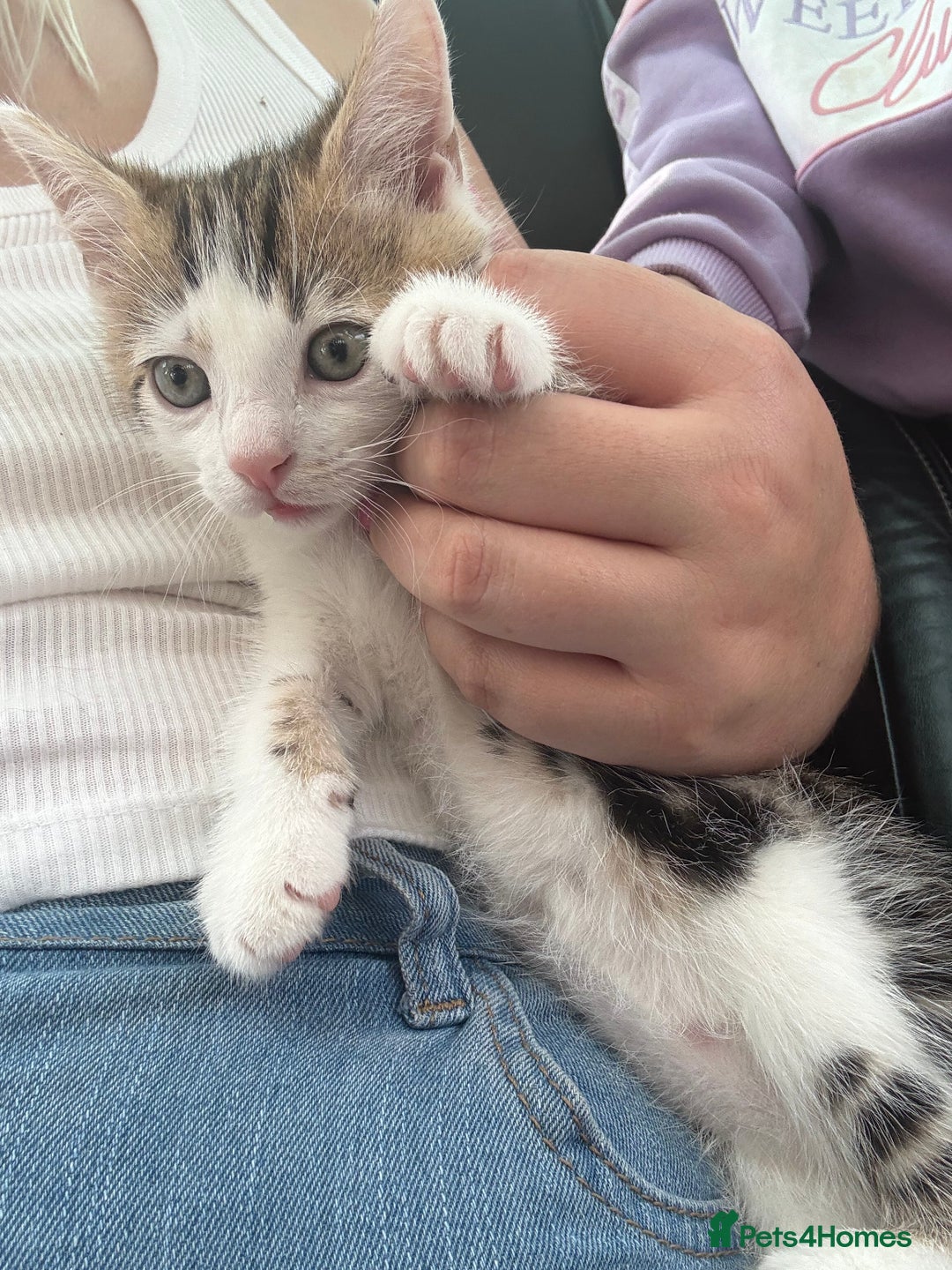 Mixed Breed cats for sale: Last Tabby boy kitten  - Image 2