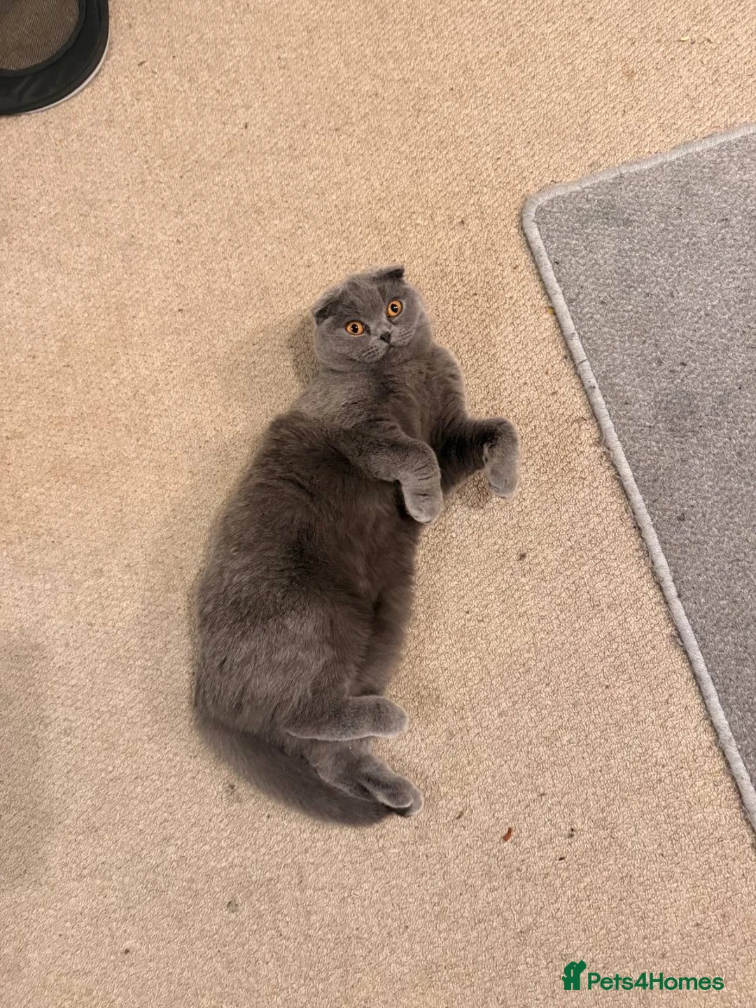 Scottish Fold cats for sale: Scottish fold kitten - GUCCI  - Advert 1