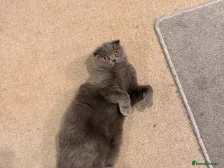 Scottish Fold cats Scottish fold kitten - GUCCI - Advert 11