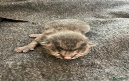 British Shorthair cats for sale: Kittens for sale - Image 5
