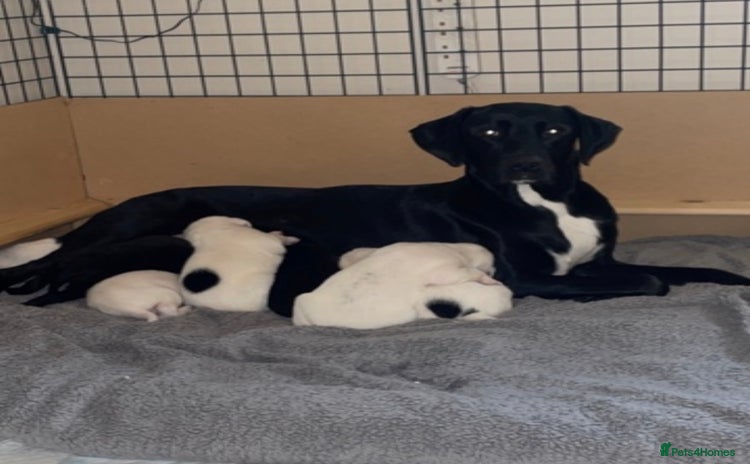 Mixed Breed dogs - Advert 5