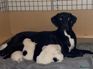 Mixed Breed dogs - Advert 1