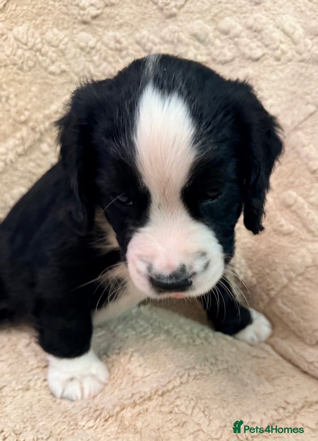 Cocker Spaniel dogs for sale: Cocker spaniel  - Advert 9