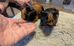 Guinea Pig rodents for sale: 6 gorgeous baby guinea pigs - Image 8