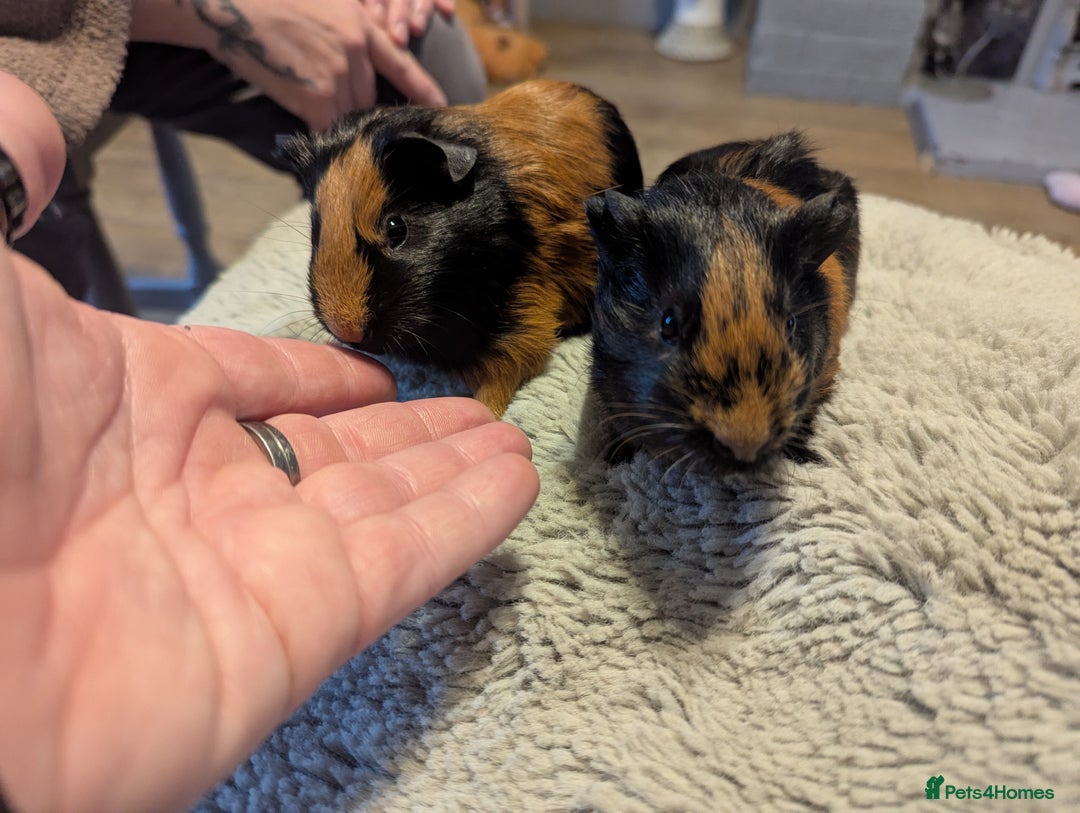 Guinea Pig rodents for sale: 6 gorgeous baby guinea pigs - Image 8