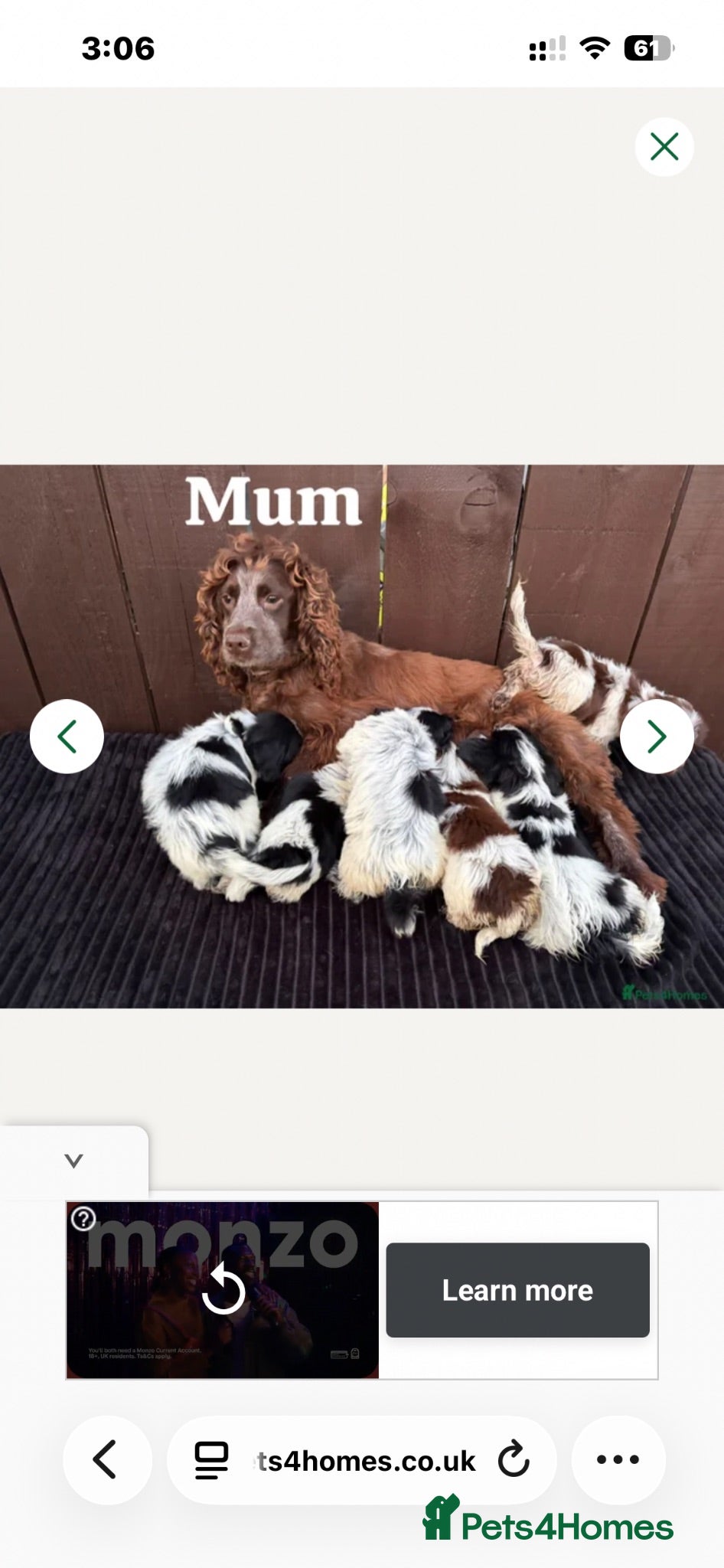 Cockapoo dogs One boy cockapoo for sale  - Advert 1