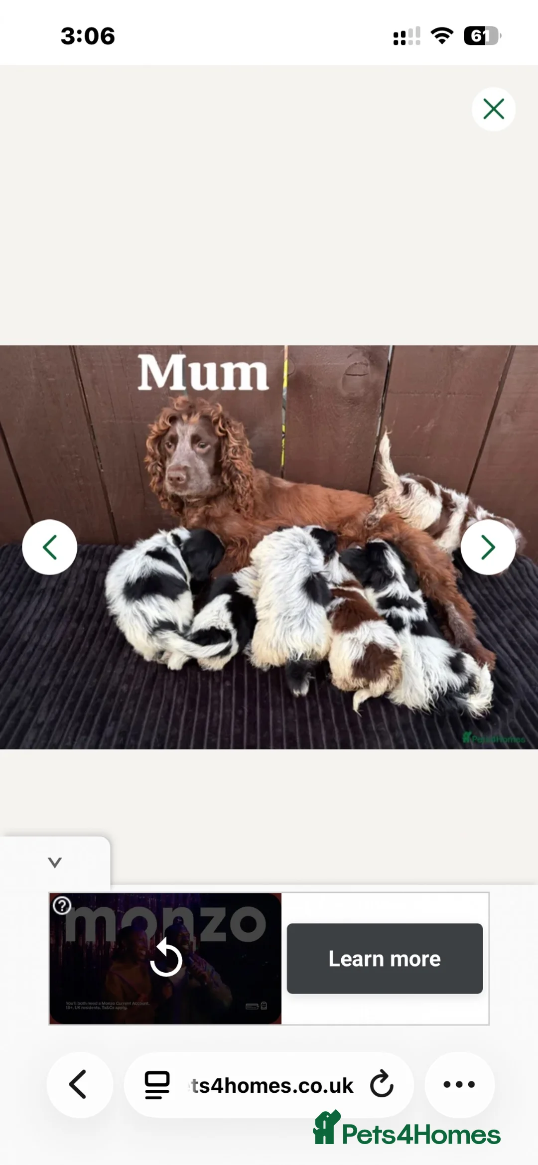 Cockapoo dogs for sale: One boy cockapoo for sale  in Huddersfield - Advert 1