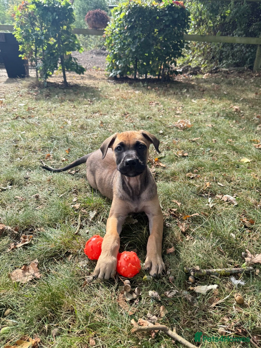Belgian Shepherd Dog dogs for sale: Dutch Herder x Alano Espanol Pupies - Image 3