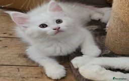 Maine Coon cats for sale: Pure Maine coons fully vaccinated and chipped  - Image 3