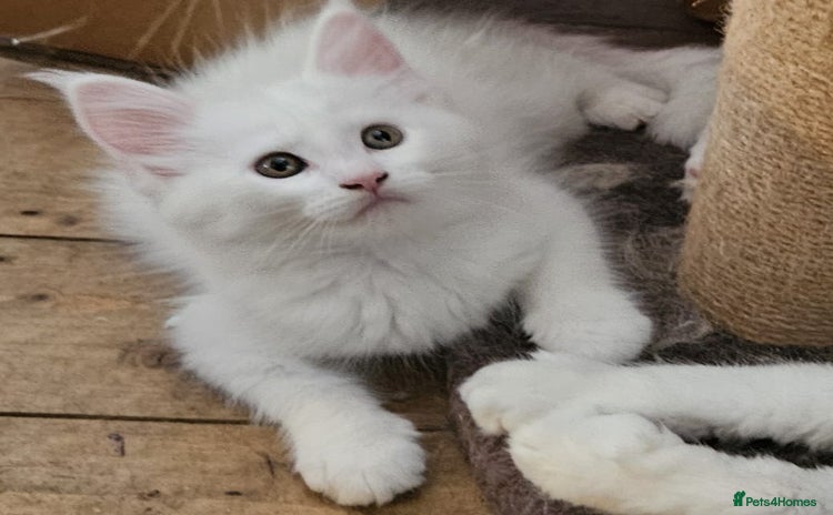 Maine Coon cats - Advert 7