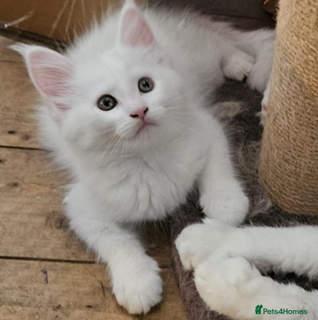 Maine Coon cats for sale: Pure Maine coons fully vaccinated and chipped  - Image 3