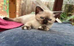 Ragdoll cats for sale: Beautiful Pure Ragdoll Kittens - Image 5