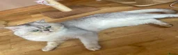 British Shorthair cats for stud: Imported chinchilla silver shaded ns11 for stud - Advert 4
