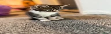 British Shorthair Kitten 5