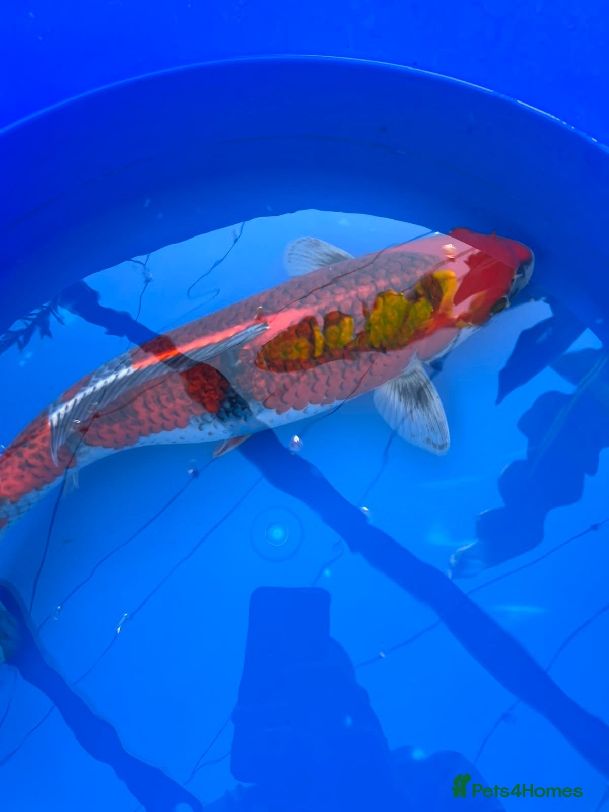 Koi Carp fish Stunning Female Kol - Approx. 45cm - £500 - Advert 1