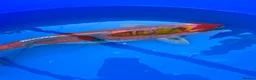 Koi Carp fish for sale: Stunning Female Kol - Approx. 45cm - £500 in Wokingham - Advert 1