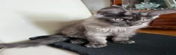 Maine Coon cats for sale: Lovely boy Maine Coon - Advert 3