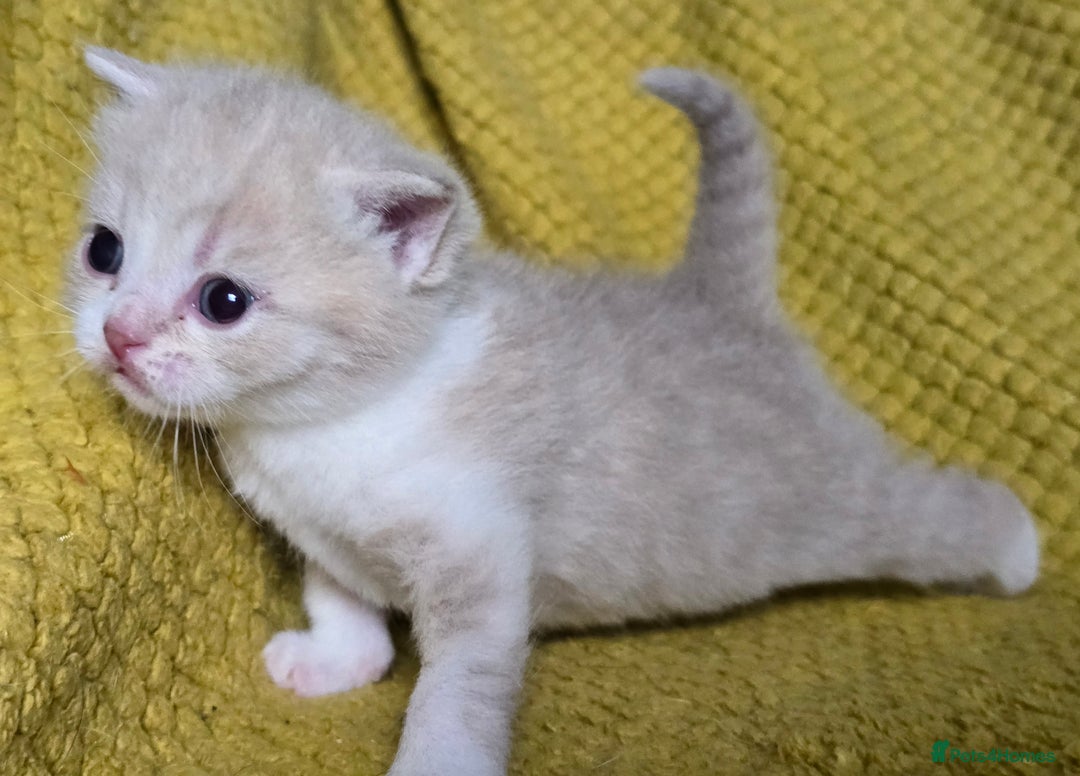 British Shorthair cats for sale: 1 BOY LEFT TICA reg BSH and BLH kittens - Advert 20