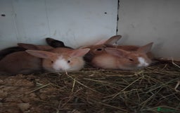 Mini Lop rabbits for sale: Baby lops  - Image 3