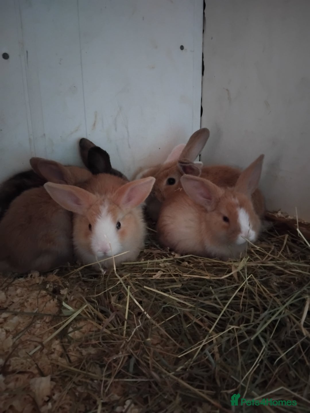 Mini Lop rabbits for sale: Baby lops  - Image 3