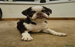 Frug dogs for sale: Frug Puppies Ready Now - Advert 2