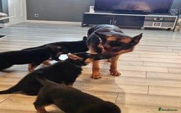 German Shepherd dogs for sale: GLENCONNER GERMAN SHEPHERDS  - Image 12