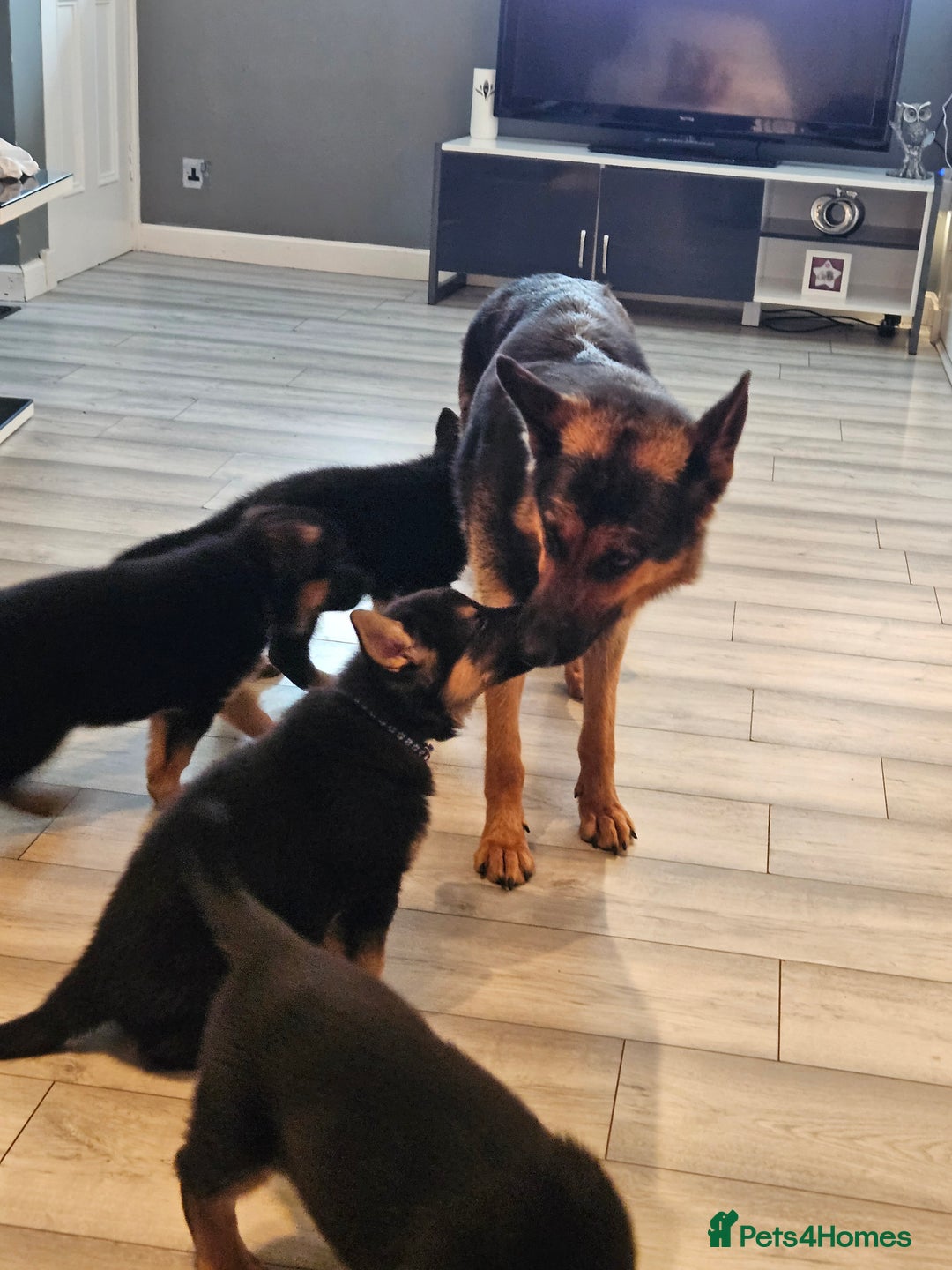German Shepherd dogs for sale: GLENCONNER GERMAN SHEPHERDS  - Image 12