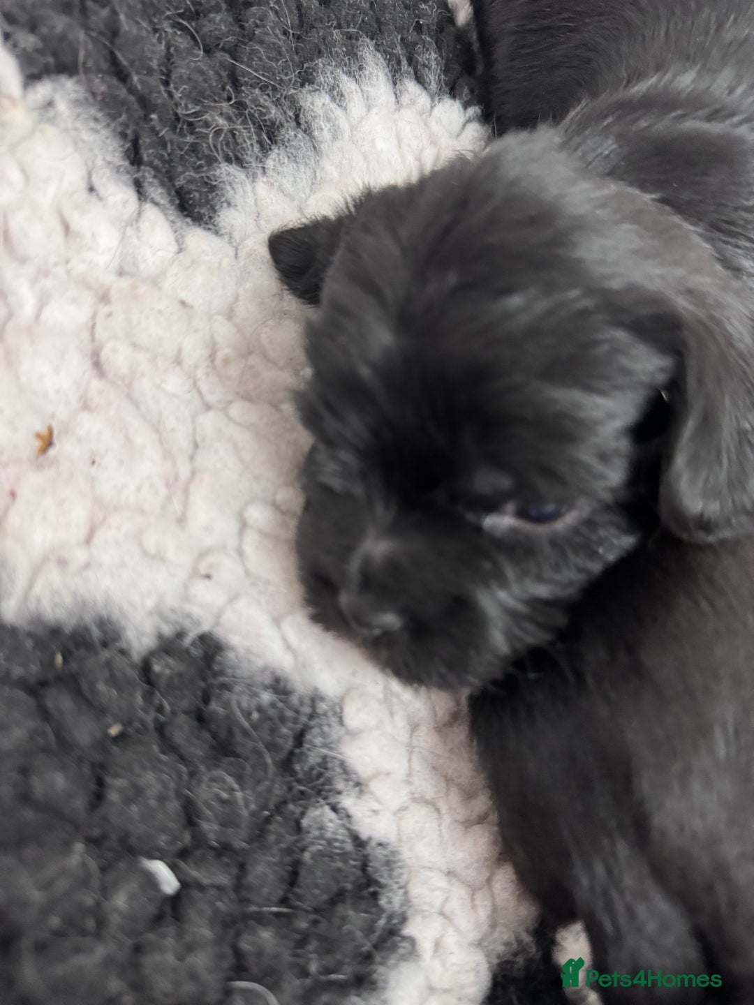 Mixed Breed dogs for sale: Schweenies  - Advert 8