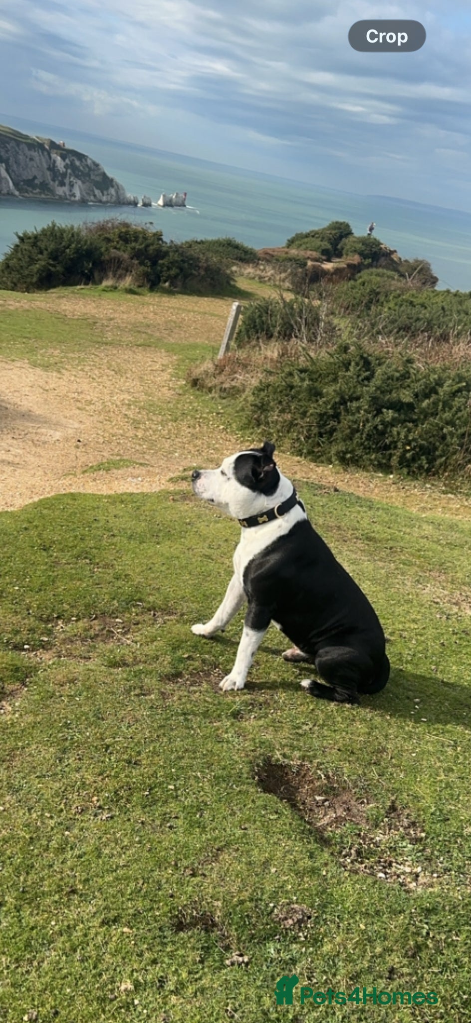 Staffordshire Bull Terrier dogs Staffordshire bull terrier  - Advert 10