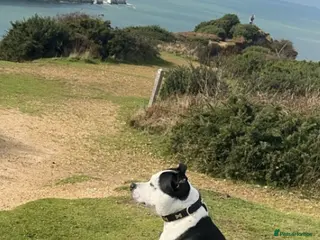 Staffordshire Bull Terrier dogs Staffordshire bull terrier - Advert 10