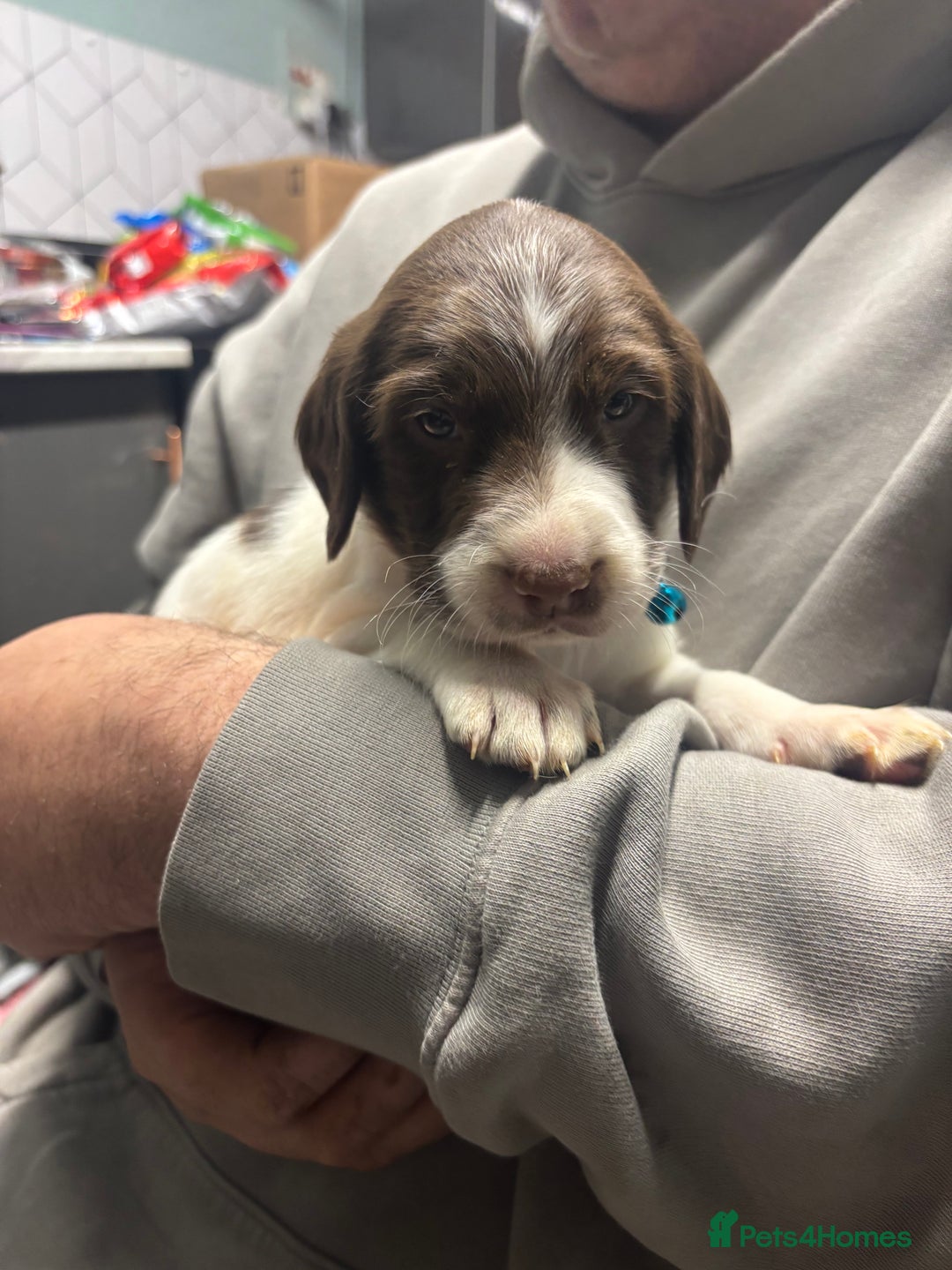 Mixed Breed dogs for sale: Spaniel puppies - Advert 6