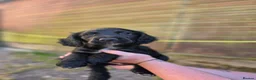 Sprocker dogs for sale: Gorgeous sprocker puppies  - Advert 18