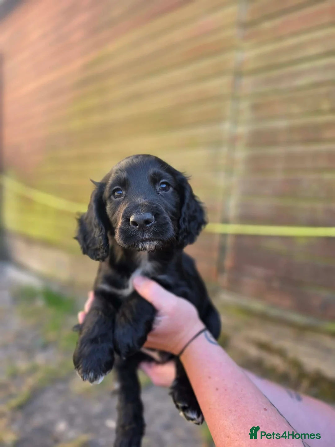 Sprocker dogs for sale: Gorgeous sprocker puppies  - Advert 18