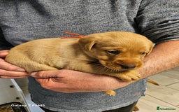 Labrador Retriever dogs for sale: KC REG Stunning Litter Fully Health Tested Parents - Image 17